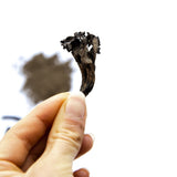 Trompetas de la muerte en polvo